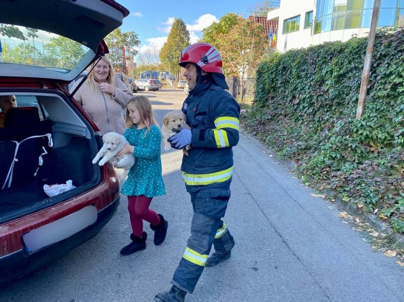 Pompierii botoșăneni au salvat patru cățeluși dintr-un canal adânc de trei metri 18803100