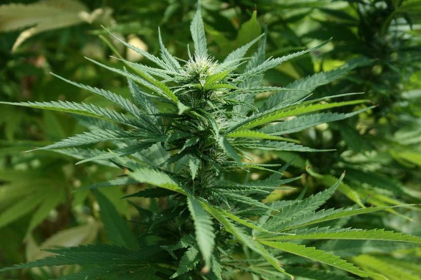 Cultură de cannabis descoperită într-o pădure de lângă Cluj-Napoca