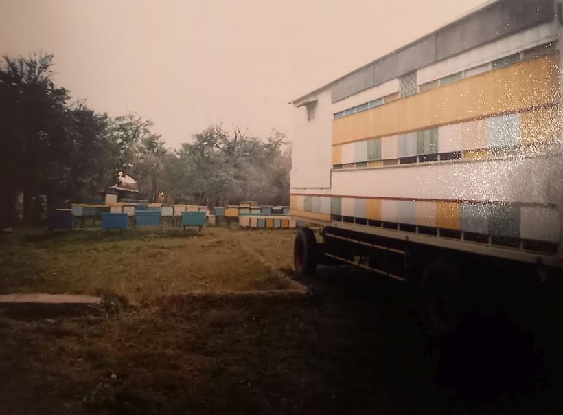 Când justiția face injustiție! Vinovată e albina, bat-o vina: „Nu mor până nu mi se face dreptate” 18804149