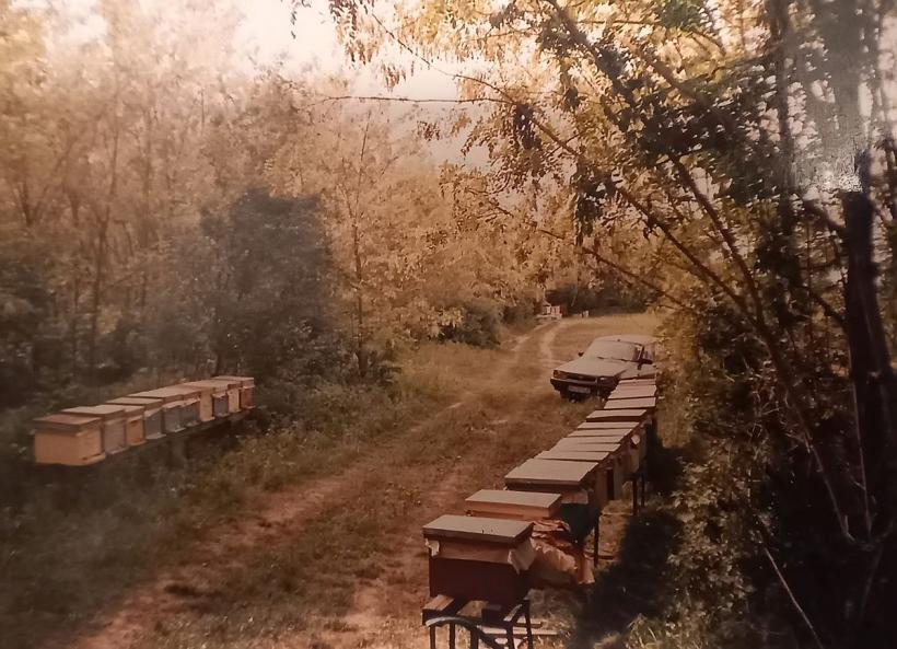 Când justiția face injustiție! Vinovată e albina, bat-o vina: „Nu mor până nu mi se face dreptate” 18804150