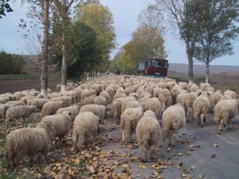 Un elvețian a fost reținut după ce ar fi intrat intenționat cu mașina într-o turmă de oi