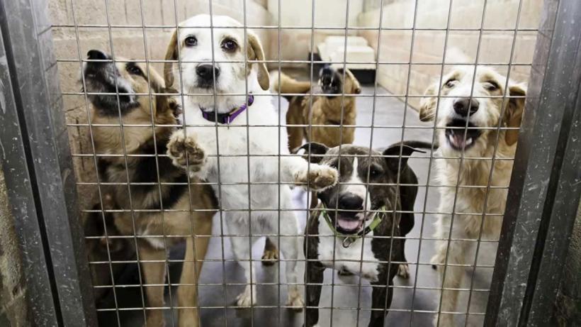 Câinii fără stăpân nu scapă de pedeapsa cu moartea