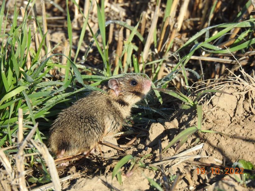 Descoperire senzațională: Trei exemplare de hamster românesc, găsite în Rezervaţia Biosferei Delta Dunării