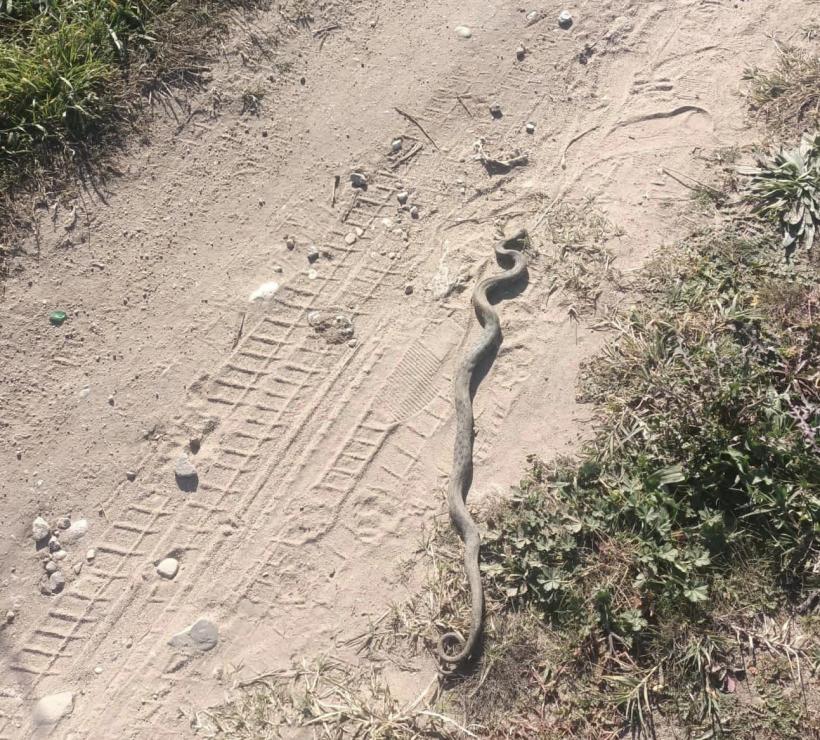 O viperă a fost găsită de locatari lângă intrarea într-un bloc din Drobeta-Turnu Severin 18805001