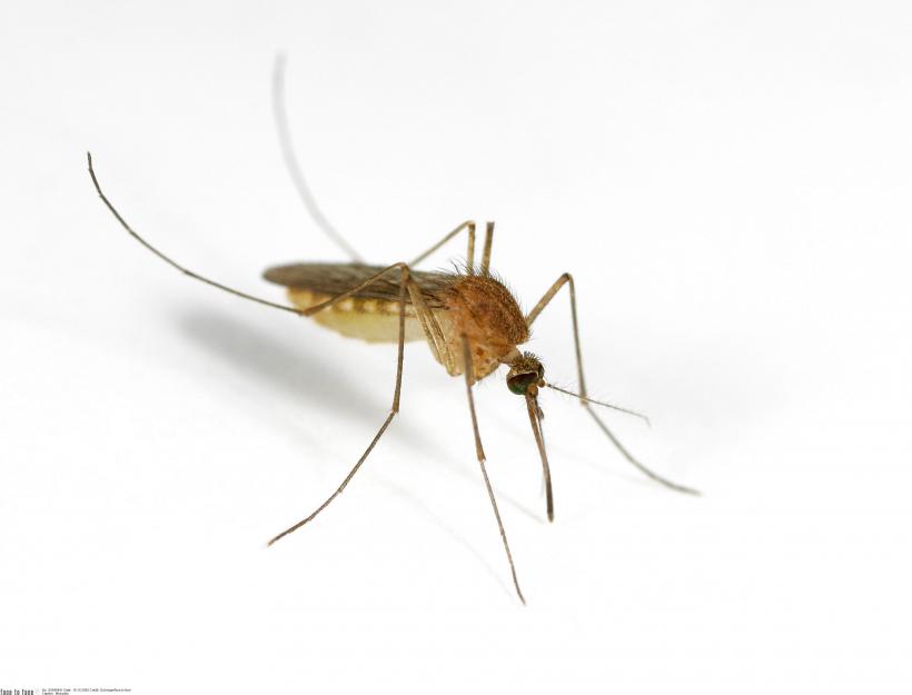 De ce țânțarii au o atracție irezistibilă pentru tine? Ce te face atât de special?