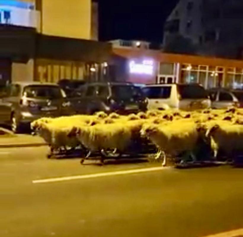 Imagini virale: cu turma de oi pe străzile din Sibiu
