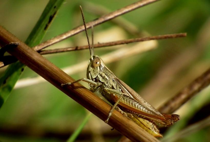 Insectele, în pericol din cauza schimbărilor climatice 