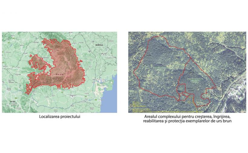 Premieră științifică. Estimarea populației de urs brun din România se va realiza prin colectarea probelor genetice, metoda care nu a mai fost aplicată pe o populație de urși atât de mare. 18806039