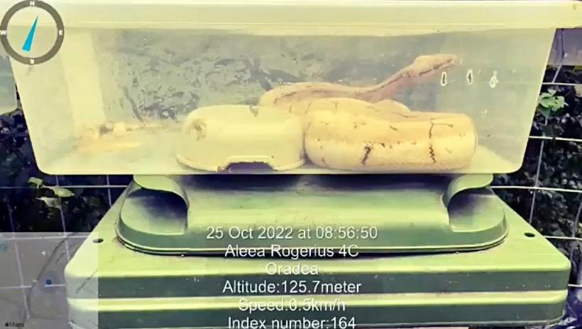 Imagini de coșmar: trei șerpi au fost abandonați într-un țarc pentru deșeuri din Oradea