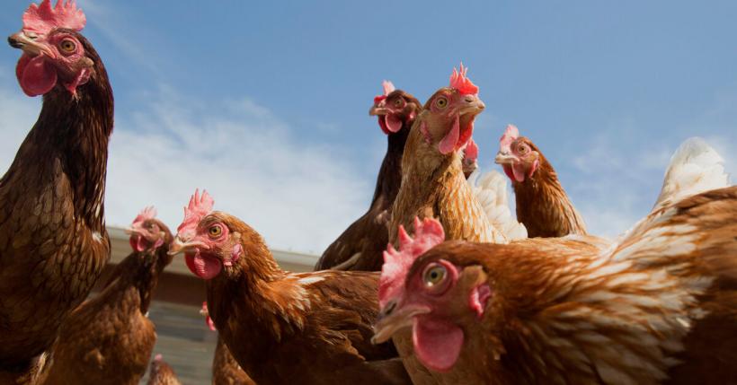 Zeci de mii de găini, sacrificate în Olanda din cauza gripei aviare