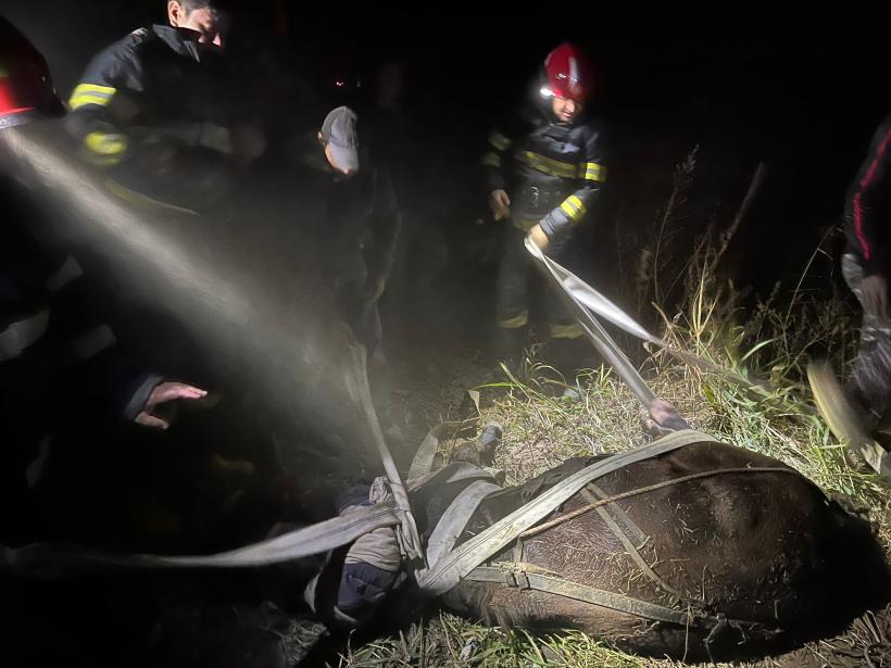 Cal salvat dintr-o groapă de doi metri de pompierii tulceni