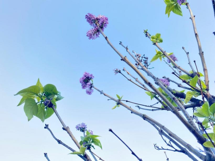 A înflorit liliacul în noiembrie! Vremea caldă a zăpăcit copacii  18806740