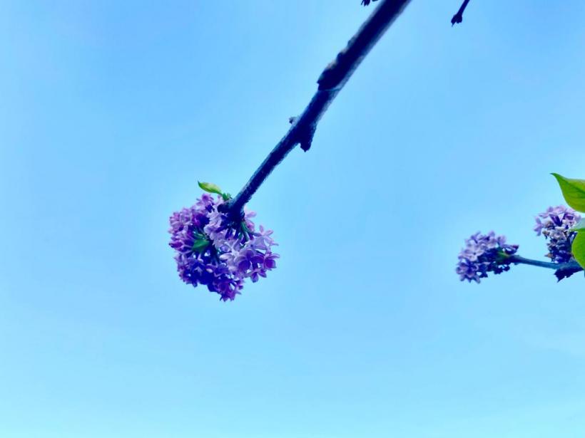 A înflorit liliacul în noiembrie! Vremea caldă a zăpăcit copacii  18806741