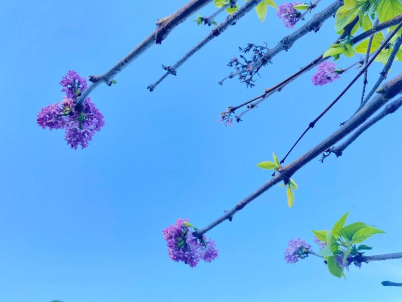 A înflorit liliacul în noiembrie! Vremea caldă a zăpăcit copacii  18806742