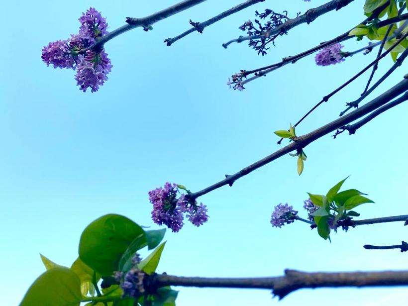 A înflorit liliacul în noiembrie! Vremea caldă a zăpăcit copacii  18806743