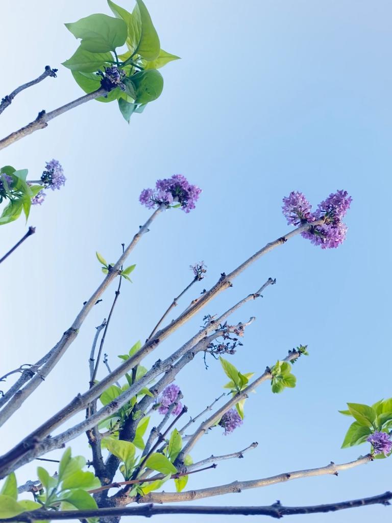 A înflorit liliacul în noiembrie! Vremea caldă a zăpăcit copacii  18806744