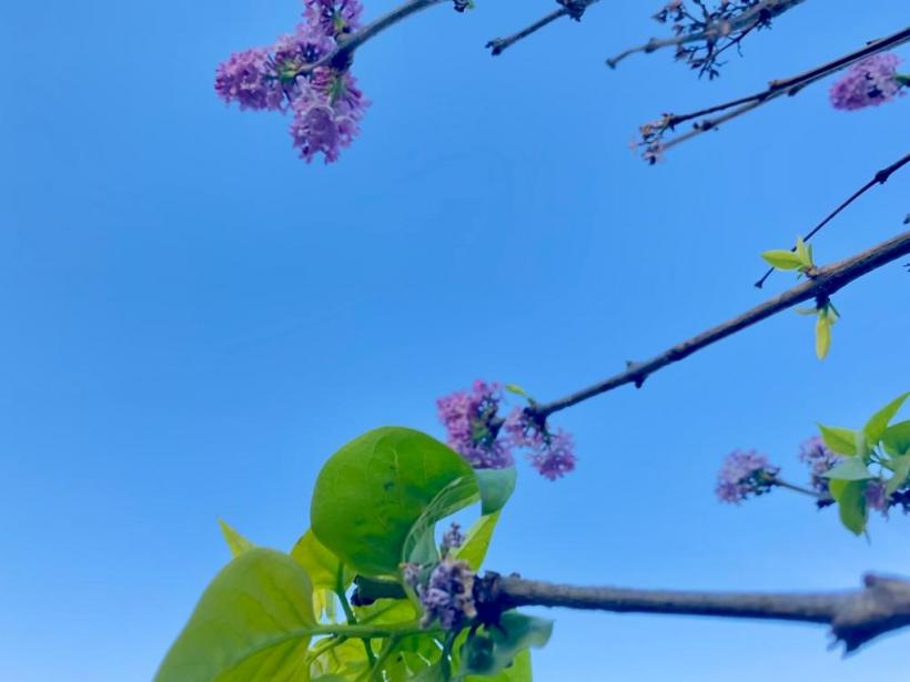 A înflorit liliacul în noiembrie! Vremea caldă a zăpăcit copacii  18806745