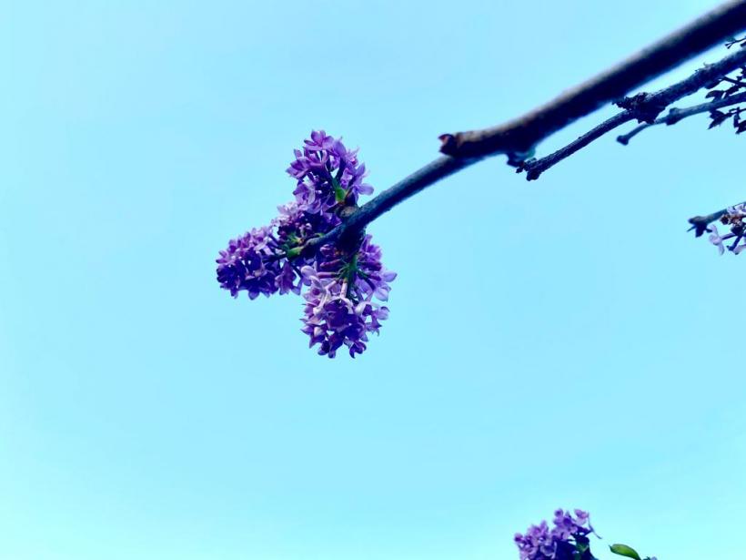 A înflorit liliacul în noiembrie! Vremea caldă a zăpăcit copacii  18806746