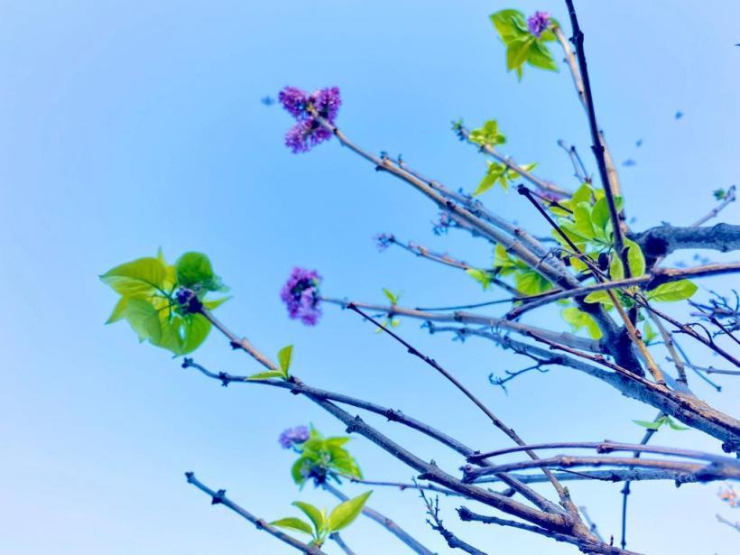 A înflorit liliacul în noiembrie! Vremea caldă a zăpăcit copacii  18806747