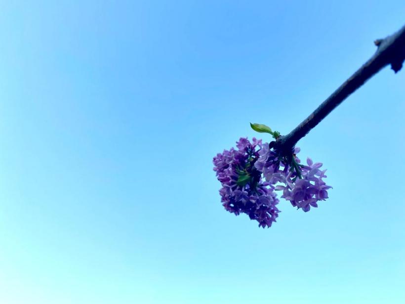 A înflorit liliacul în noiembrie! Vremea caldă a zăpăcit copacii  18806748