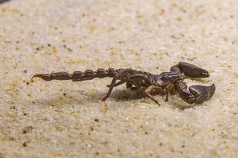 Înțepat de un scorpion când se încălța, un copil a murit după 7 atacuri de cord