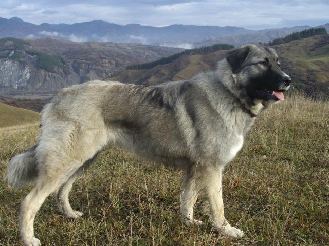 Un gălățean este cercetat penal după ce a atacat doi câini din rasa ciobănesc caucazian, pe unul l-a ucis