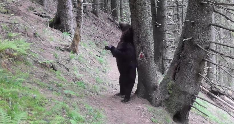 Baloo în pădurile din România. Imagini spumoase cu urși carpatini