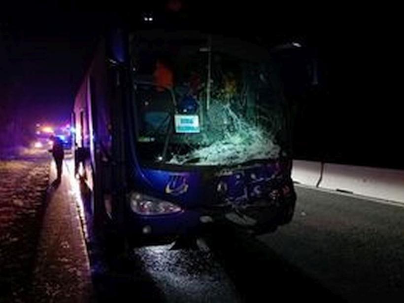 Taur lovit de un autobuz cu 48 de pasageri și de o mașină, pe DN1