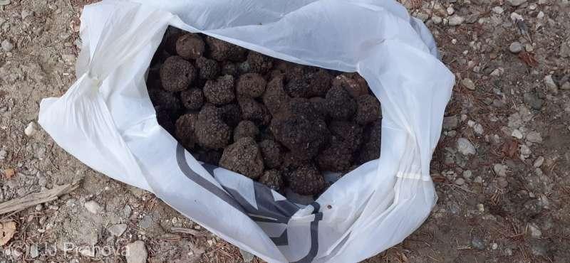 Un italian și un român, prinși cu 1,6 kilograme de trufe negre, culese ilegal cu ajutorul unor câini 18807334