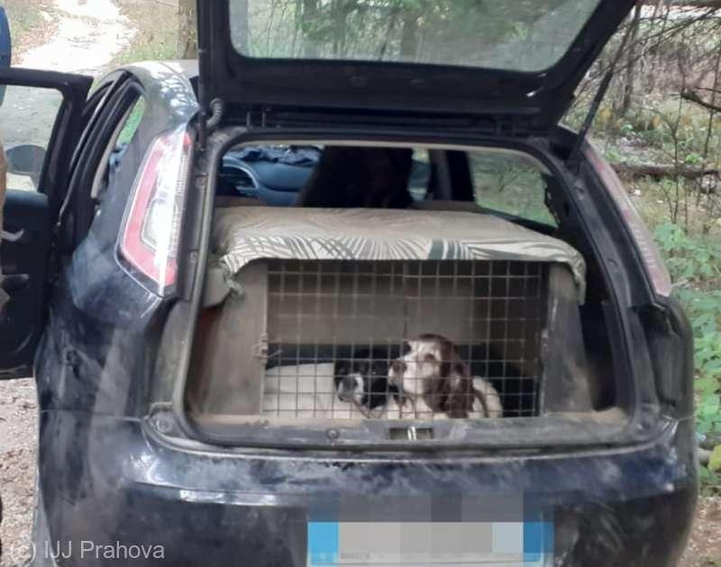 Un italian și un român, prinși cu 1,6 kilograme de trufe negre, culese ilegal cu ajutorul unor câini 18807335