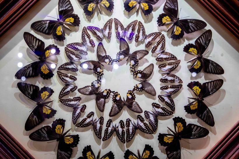 Grădina FLUTURILOR: imagini din cea mai spectaculoasă grădină acoperită din lume 18807832