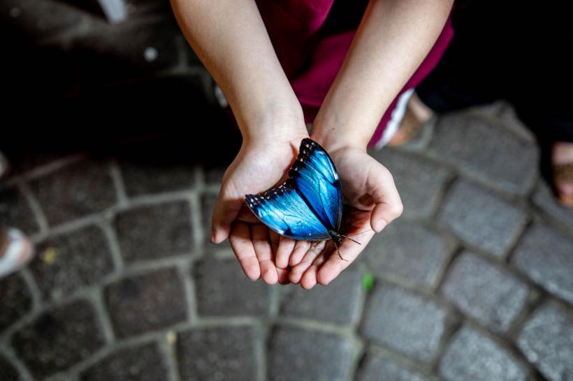 Grădina FLUTURILOR: imagini din cea mai spectaculoasă grădină acoperită din lume 18807837