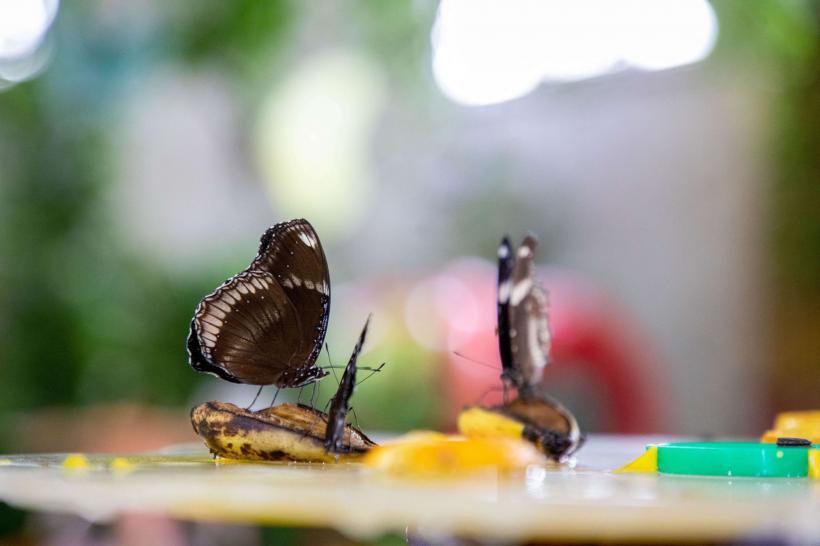 Grădina FLUTURILOR: imagini din cea mai spectaculoasă grădină acoperită din lume 18807839