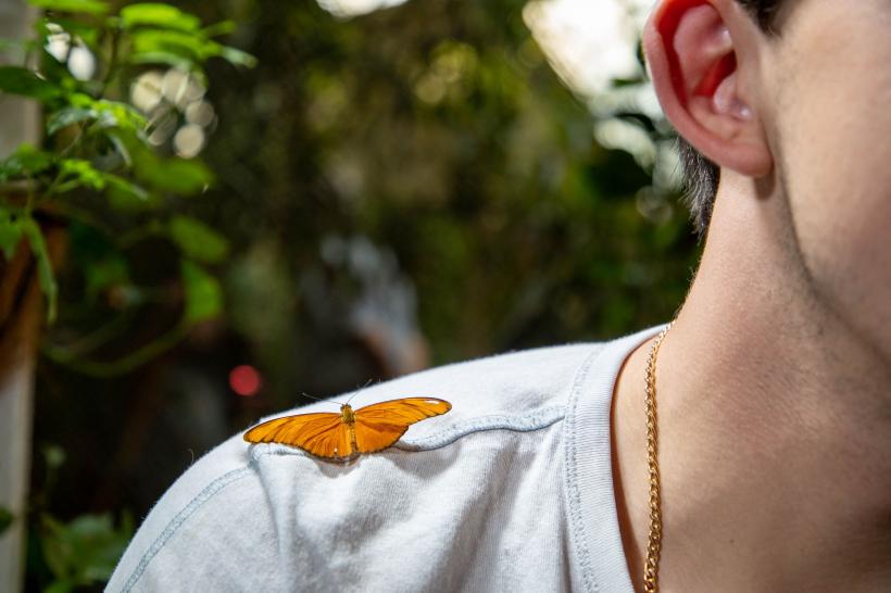 Grădina FLUTURILOR: imagini din cea mai spectaculoasă grădină acoperită din lume 18807840