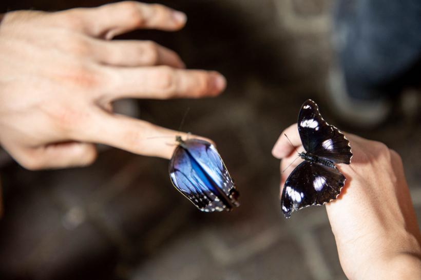 Grădina FLUTURILOR: imagini din cea mai spectaculoasă grădină acoperită din lume 18807841