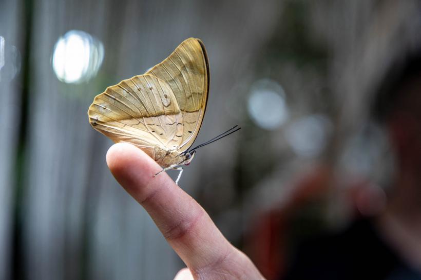 Grădina FLUTURILOR: imagini din cea mai spectaculoasă grădină acoperită din lume 18807842