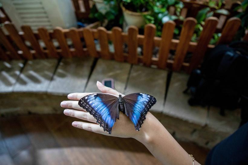 Grădina FLUTURILOR: imagini din cea mai spectaculoasă grădină acoperită din lume 18807843