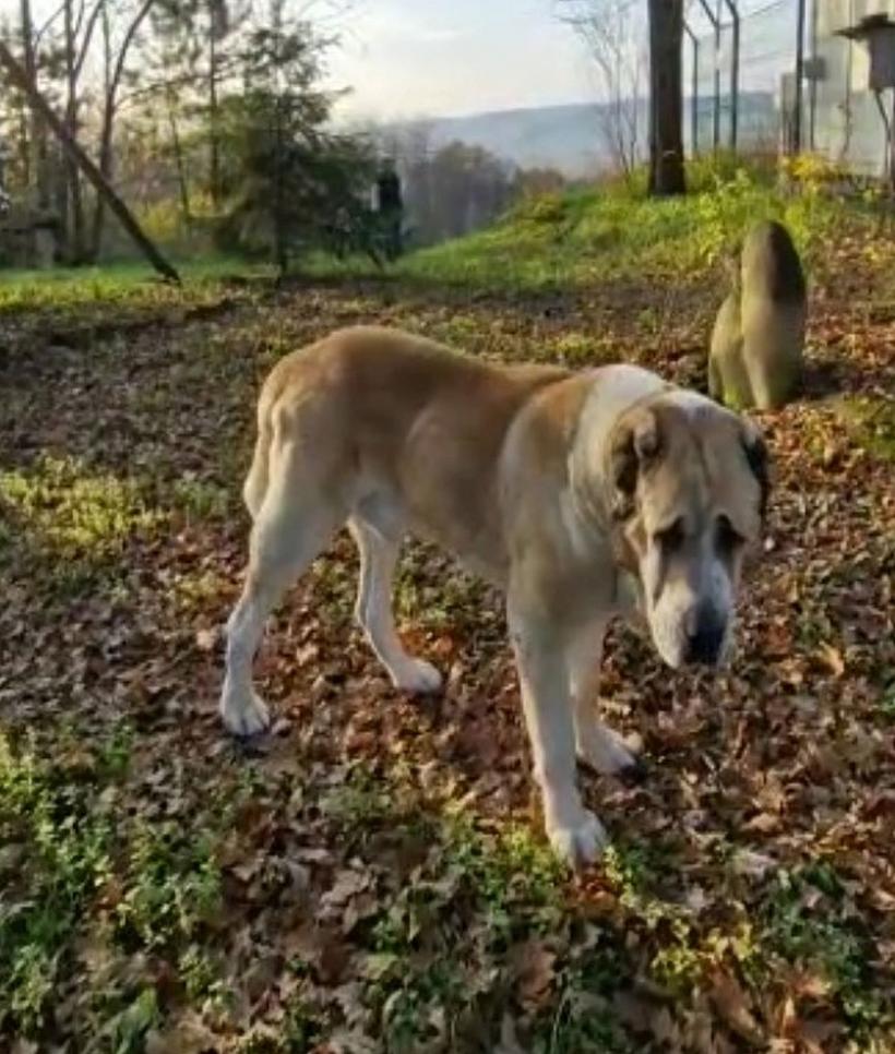 Un bunic acuzat că-şi maltratează câinele, chinuit de cei care îl anchetau 18807741