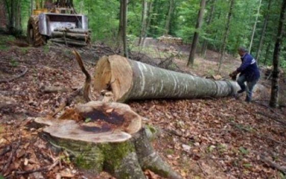 Un bărbat a murit după ce a fost strivit de un arbore pe care tocmai îl tăiase 