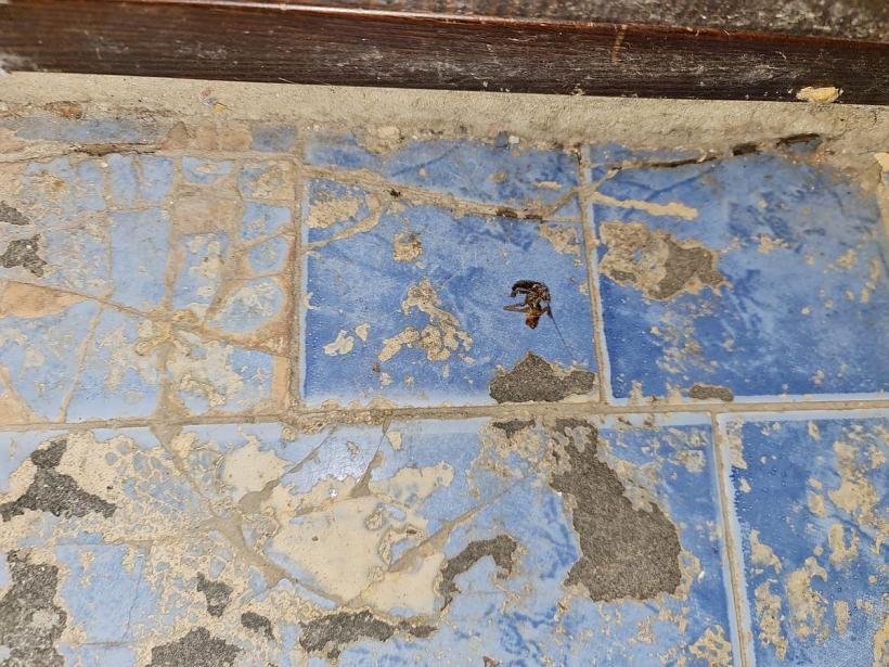 Insecte vii și moarte într-o brutărie din Rahova. ANPC a închis-o temporar 18809334