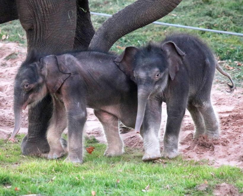 Miracol la grădina zoologică: Un elefant a născut gemeni