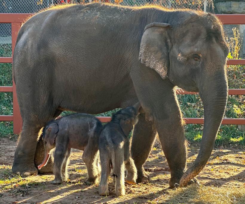 Miracol la grădina zoologică: Un elefant a născut gemeni 18809374