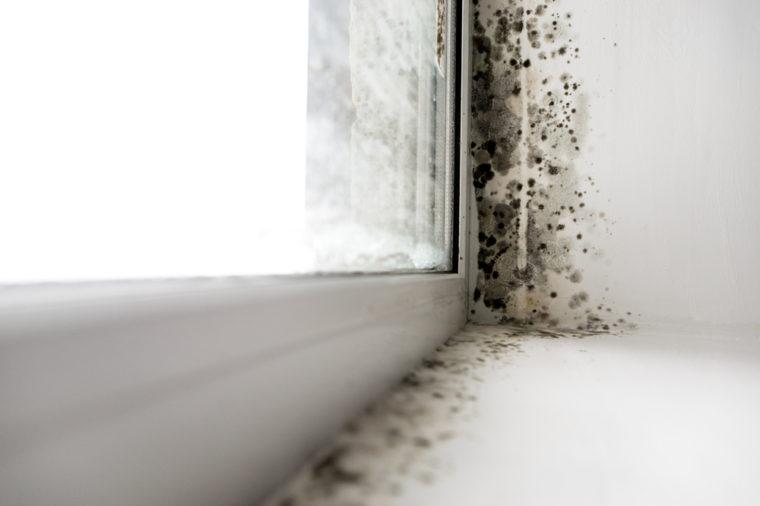 Cât de periculos este mucegaiul în casă?