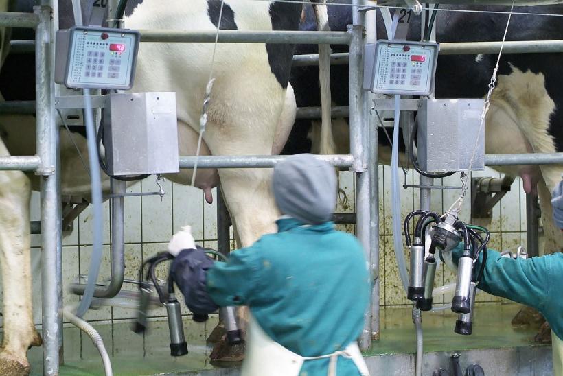 ANSVSA a identificat firme care înlocuiau laptele de oaie sau de capră cu lapte de vacă