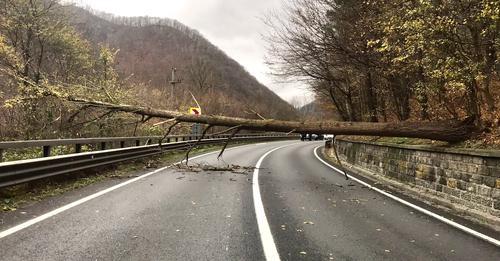 Circulație blocată TOTAL pe Valea Oltului după ce un copac a căzut pe șosea