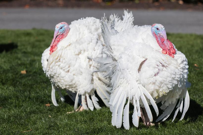 Preşedintele Joe Biden a graţiat doi curcani, pe Chocolate și Chip 18810775