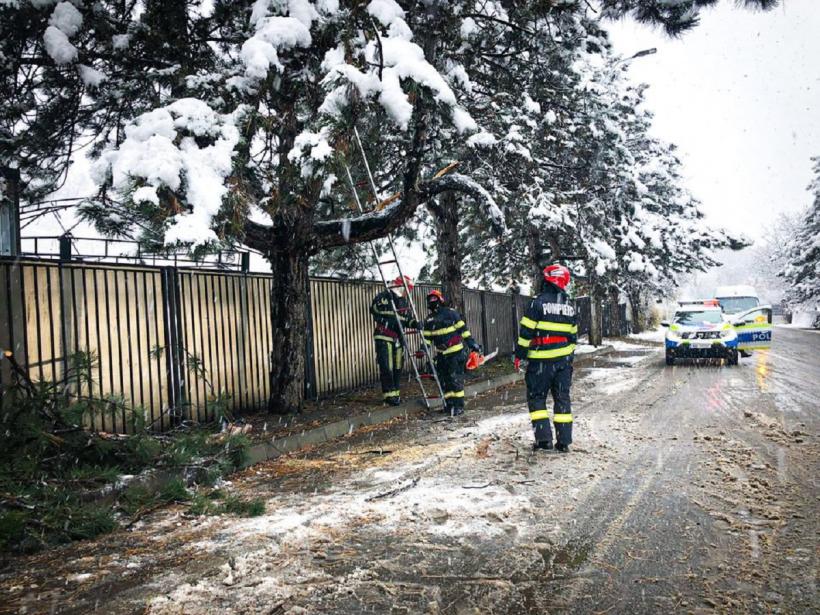 Ghinion! Un copac a căzut peste trei mașini parcate în Suceava 18810797