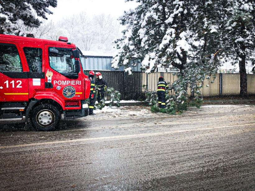 Ghinion! Un copac a căzut peste trei mașini parcate în Suceava 18810798