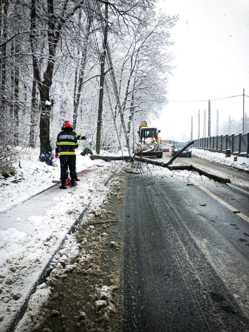 Ghinion! Un copac a căzut peste trei mașini parcate în Suceava 18810799