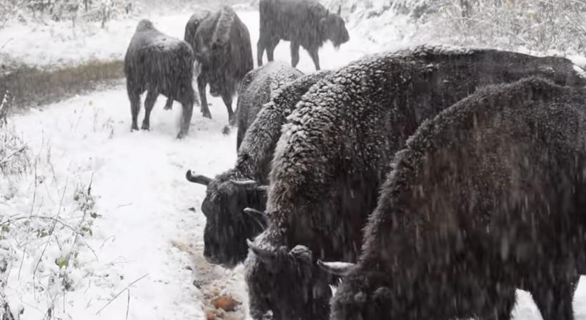 Imagini spectaculoase din Parcul Natural Vânători Neamț. „Zimbru, zimbru, dar ierarhia în turmă se respectă, mai ales la masă”